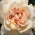 Oranžna - Vrtnice Floribunda - Jelena™